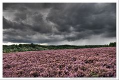 Naturpark Lüneburger Heide - in voller Blüte vor Gewitterhimmel HDR