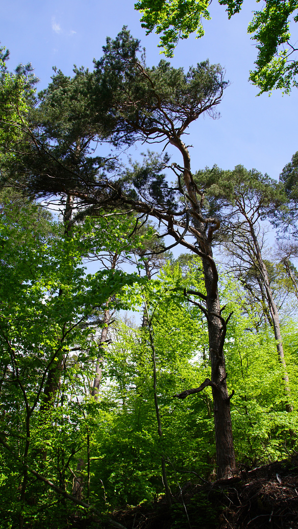 Naturpark Neckartal-Odenwald Margarethenschlucht  