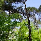 Naturpark Neckartal-Odenwald Margarethenschlucht  