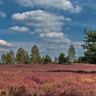 Naturpark Niederlausitzer Heidelandschaft   (1)