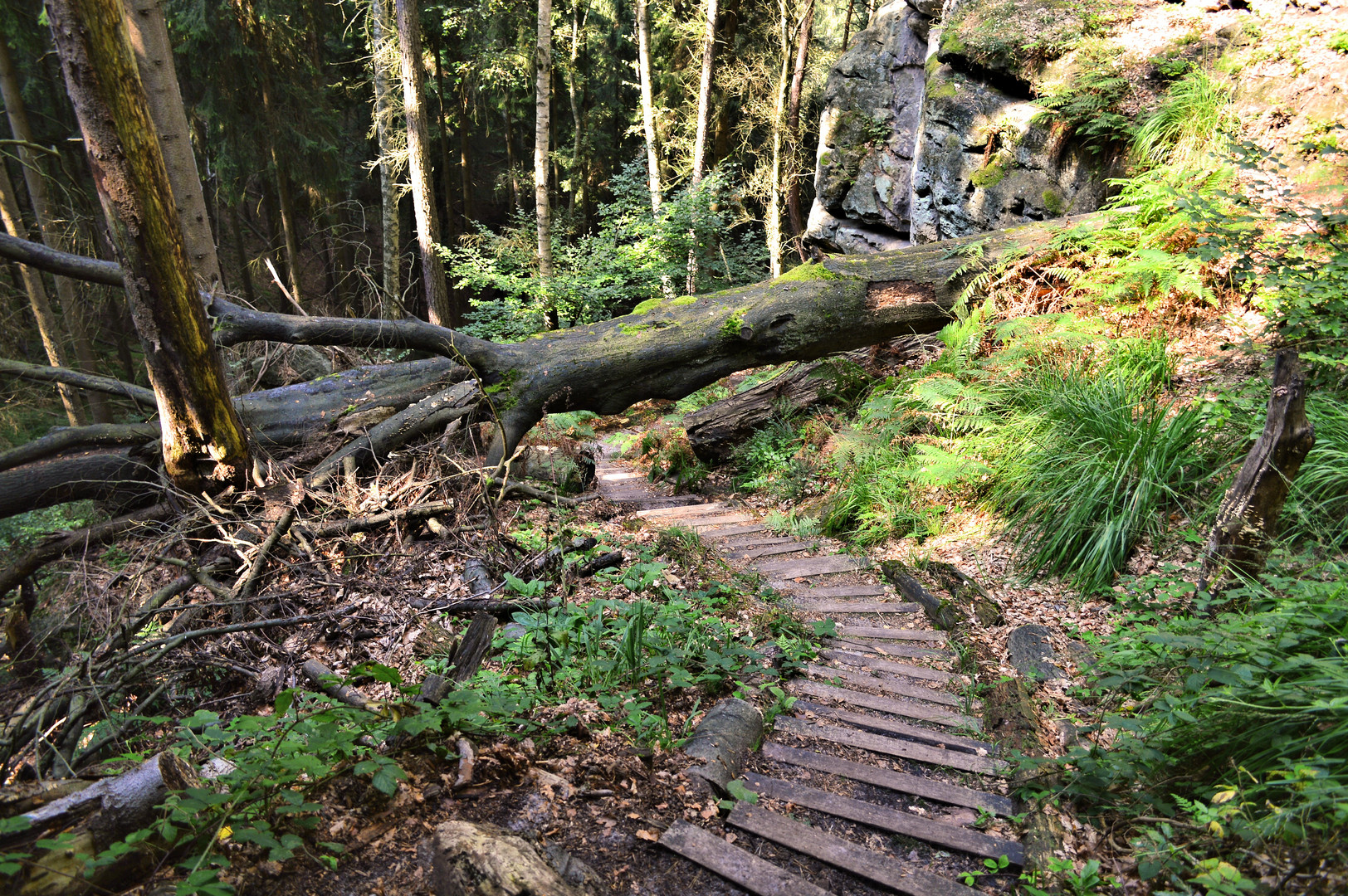 Naturpark Sächsische Schweiz