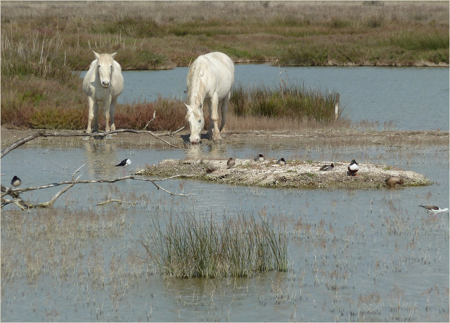 Naturpark S'Albufera