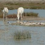 Naturpark S'Albufera