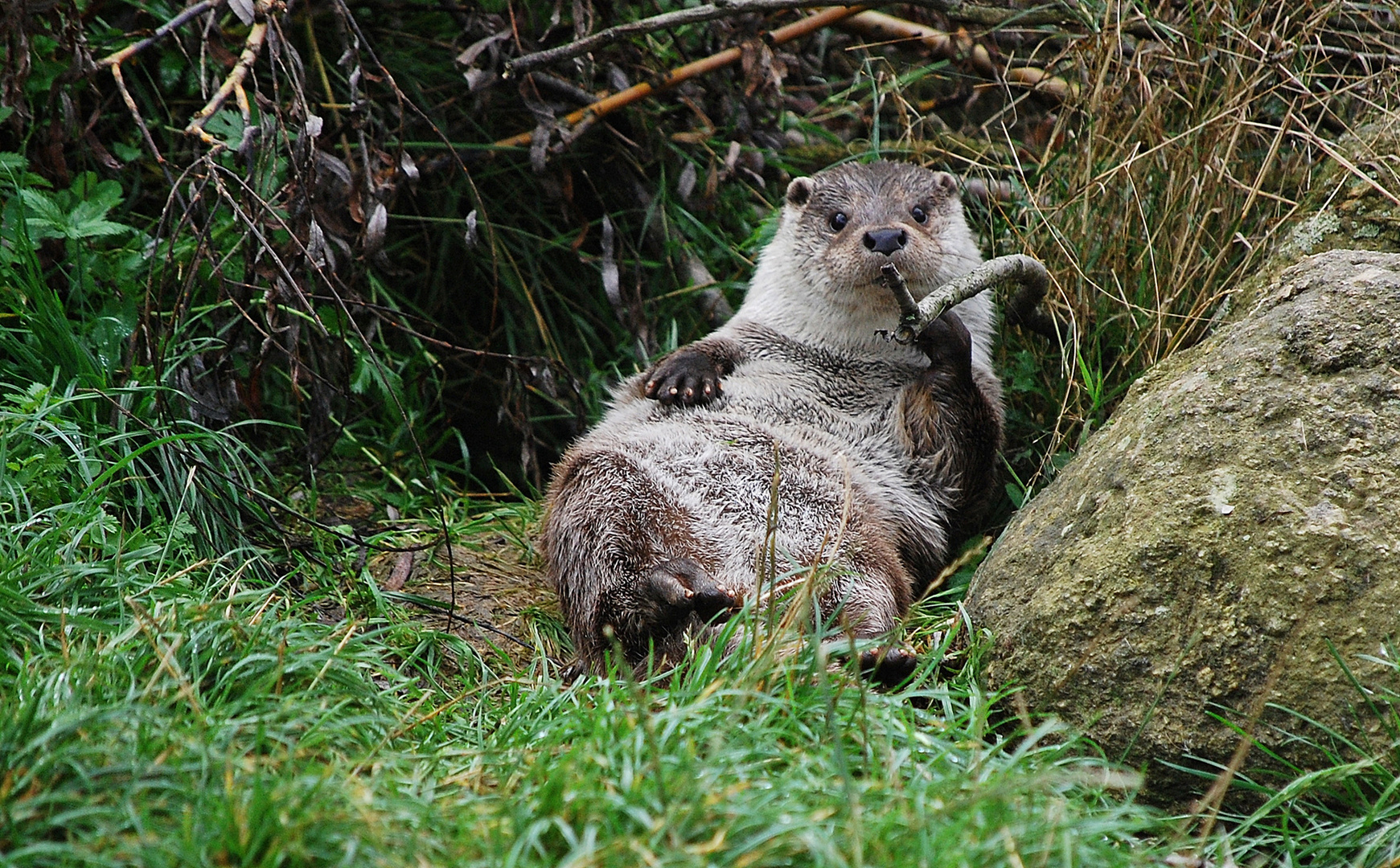 Naturpark Schrems-Fischotter-Männchen Laszlo