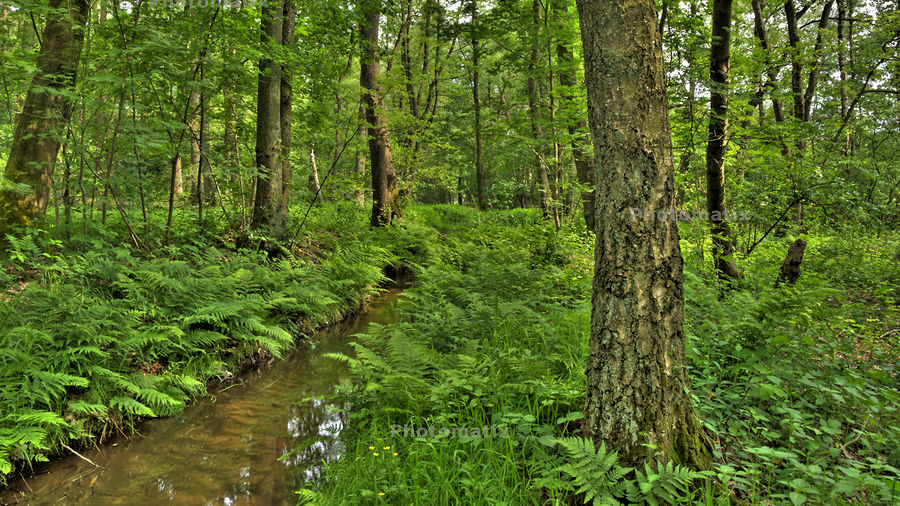 Naturpark Schwalm Nette