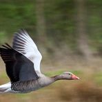 Naturpark Schwalm-Nette | De Wittsee - Fliegende Graugans