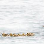 Naturpark Schwalm-Nette | De Wittsee - Graugansfamilie