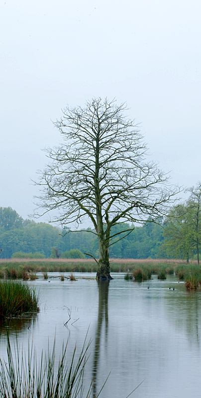 Naturpark Schwalm-Nette | De Wittsee - Landschaftsfotografie