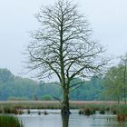 Naturpark Schwalm-Nette | De Wittsee - Landschaftsfotografie