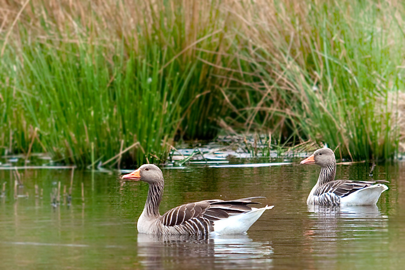 Naturpark Schwalm-Nette | De Wittsee - Wildgänse - Graugänse