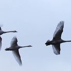 Naturpark Schwalm-Nette | Flug der Jungschwäne im Morgenlicht