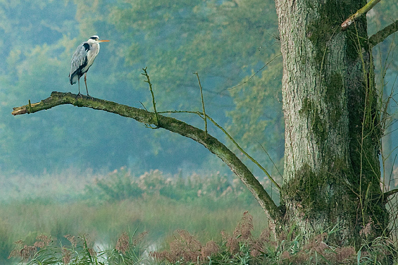 Naturpark-Schwalm-Nette - Graureiher (Ardea cinerea)