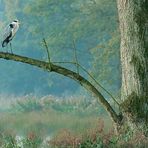 Naturpark-Schwalm-Nette - Graureiher (Ardea cinerea)