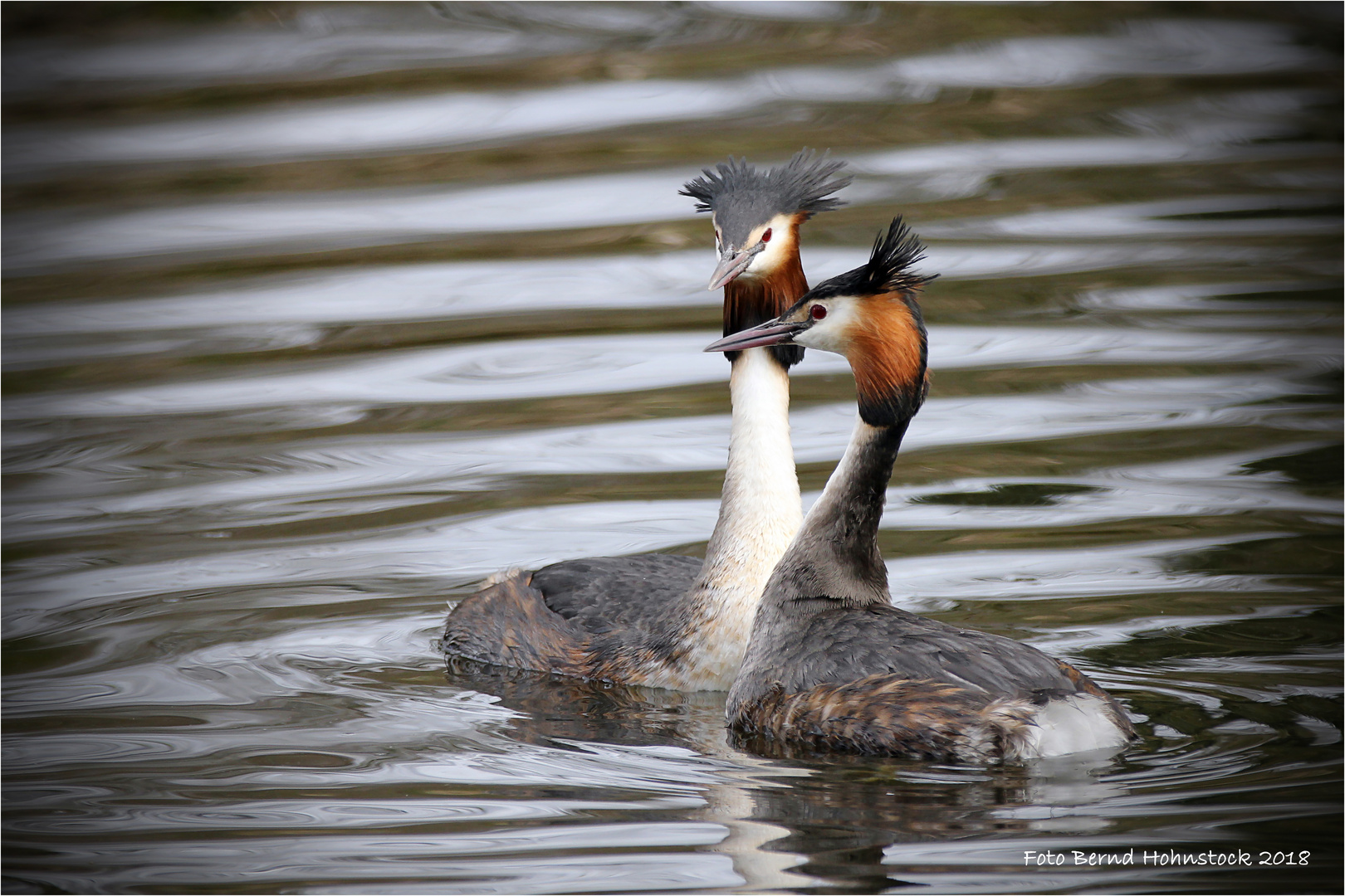 Naturpark Schwalm / Nette ... Haubentaucher erster Besuch