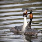 Naturpark Schwalm / Nette ... Haubentaucher erster Besuch