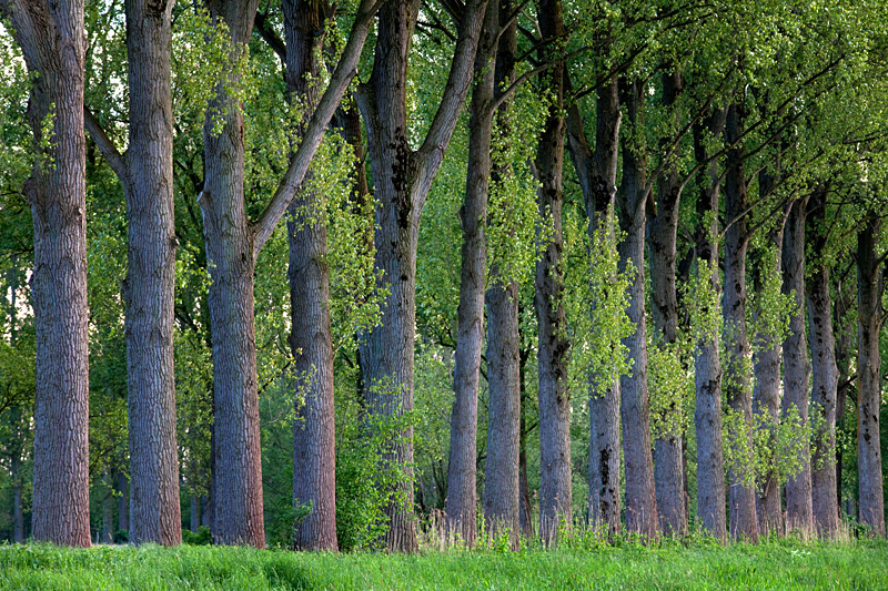 Naturpark Schwalm-Nette | Niersaue - Pappelbäume im Abendlicht