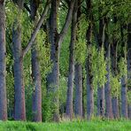 Naturpark Schwalm-Nette | Niersaue - Pappelbäume im Abendlicht