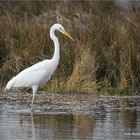 Naturpark Schwalm / Nette ... Siberreiher