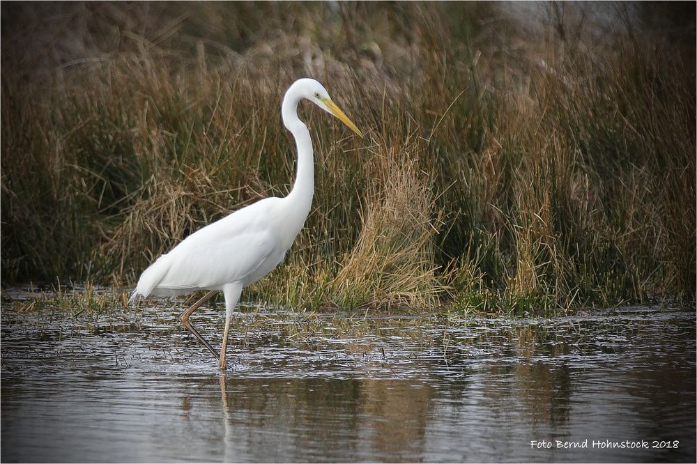 Naturpark Schwalm / Nette ... Siberreiher