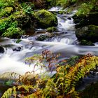 Naturpark Schwarzwald