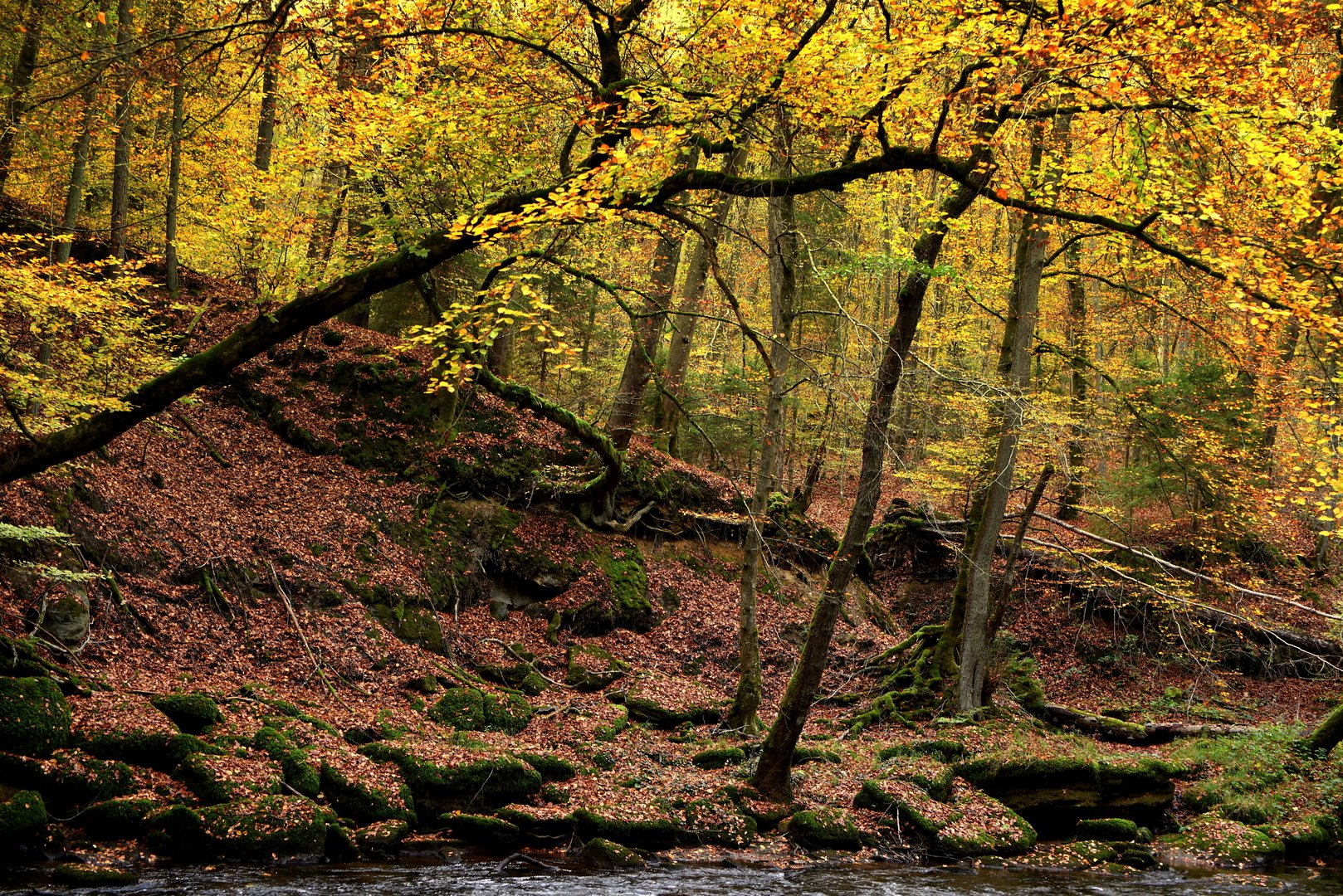 Naturpark Südeifel II