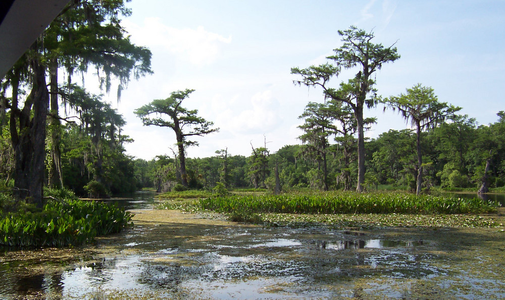 Naturpark Wakulla Springs in Florida