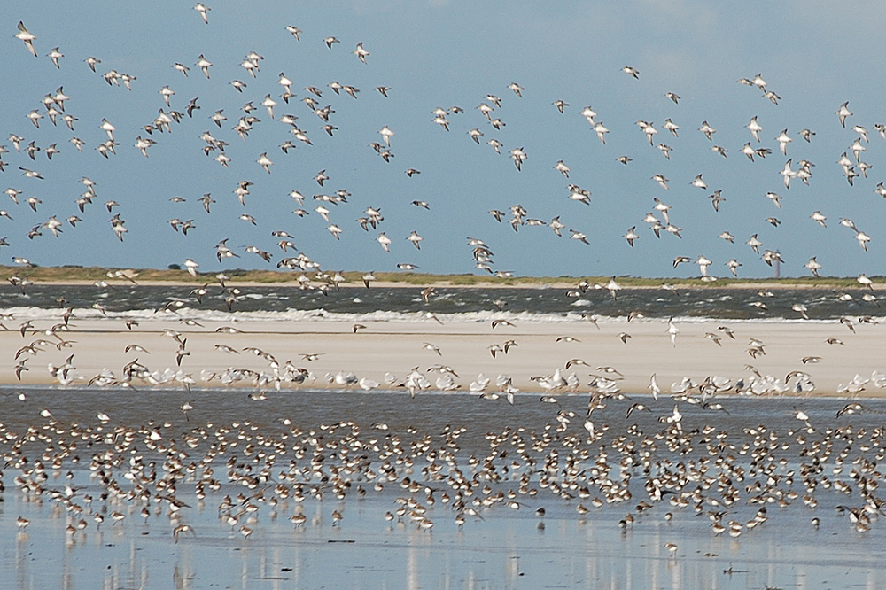 Naturpark Wattenmeer