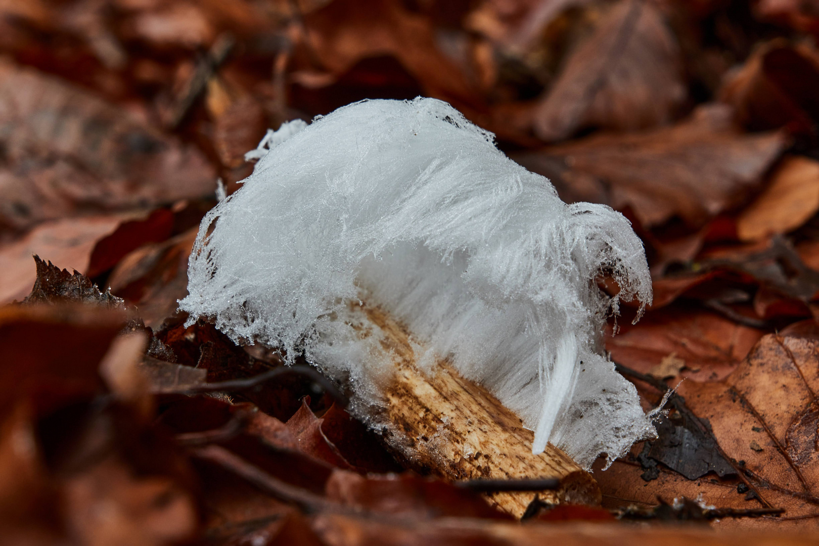 Naturphänomen Haareis