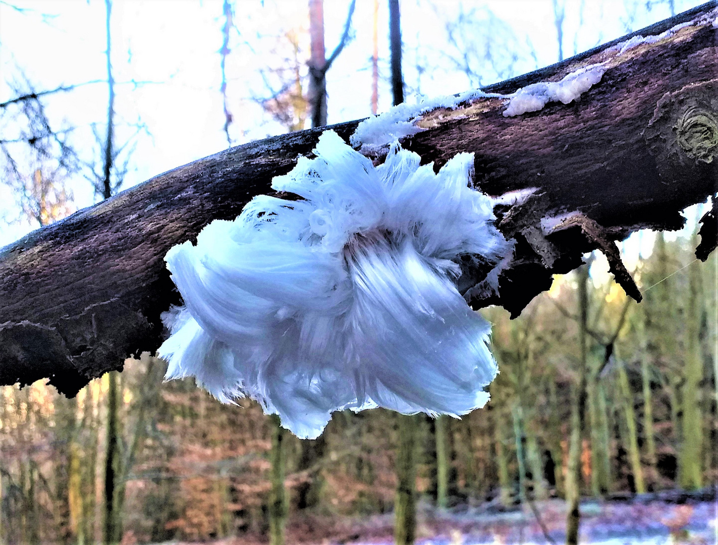 Naturphänomen Haareis, Eiswolle, Zuckerwatte ...