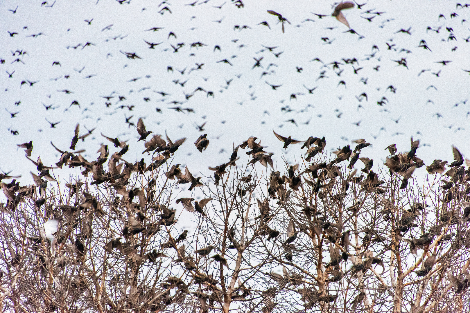 Naturphänomen,Tausende Vögel am Himmel