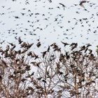 Naturphänomen,Tausende Vögel am Himmel