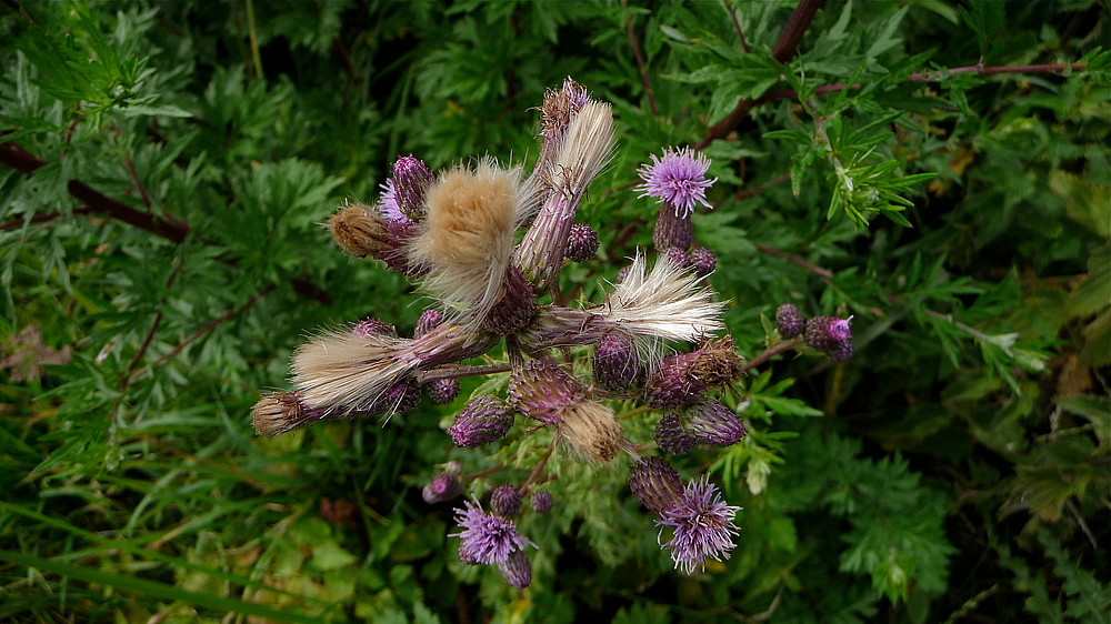 Naturpinsel