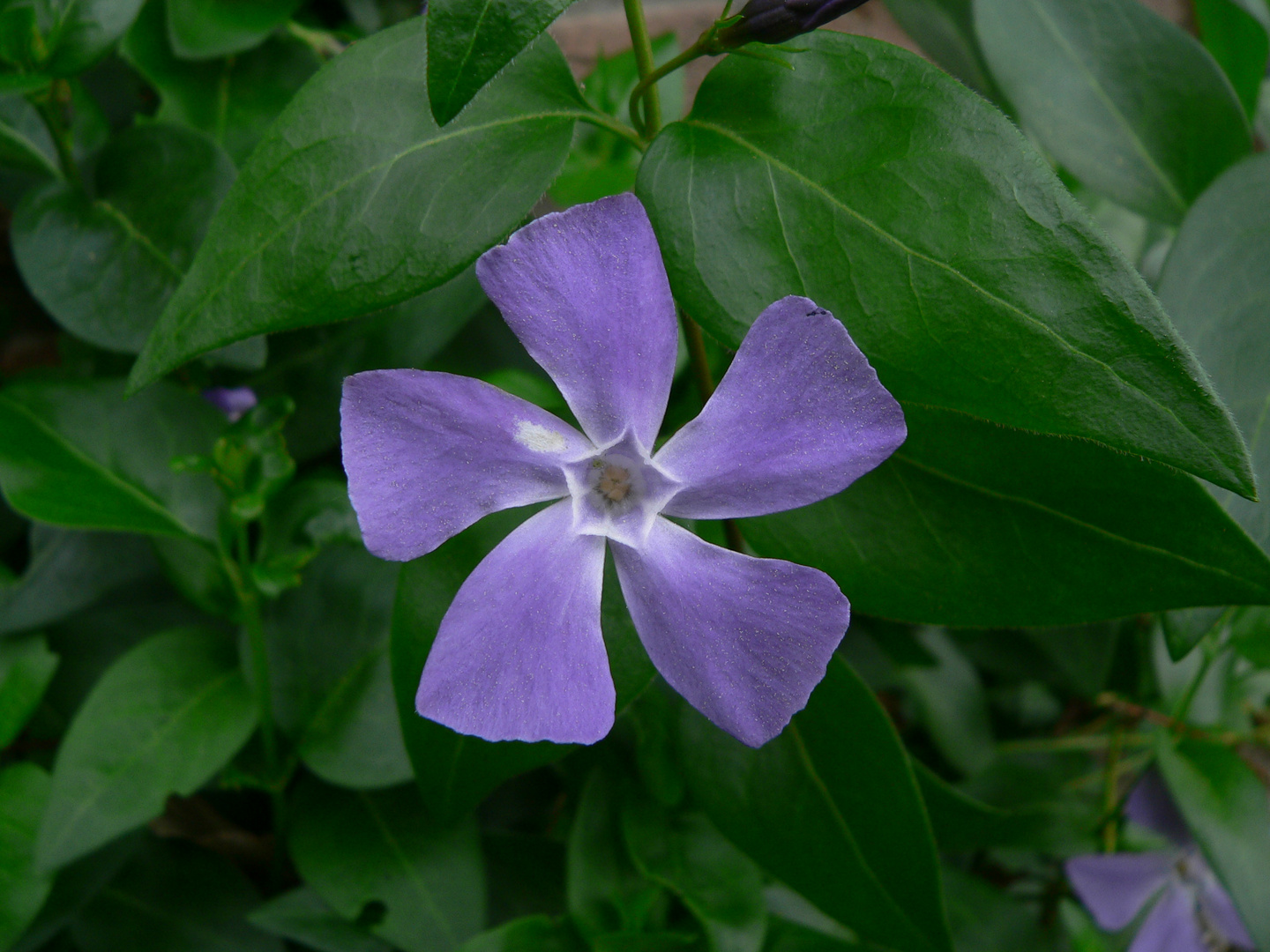 Naturpropeller