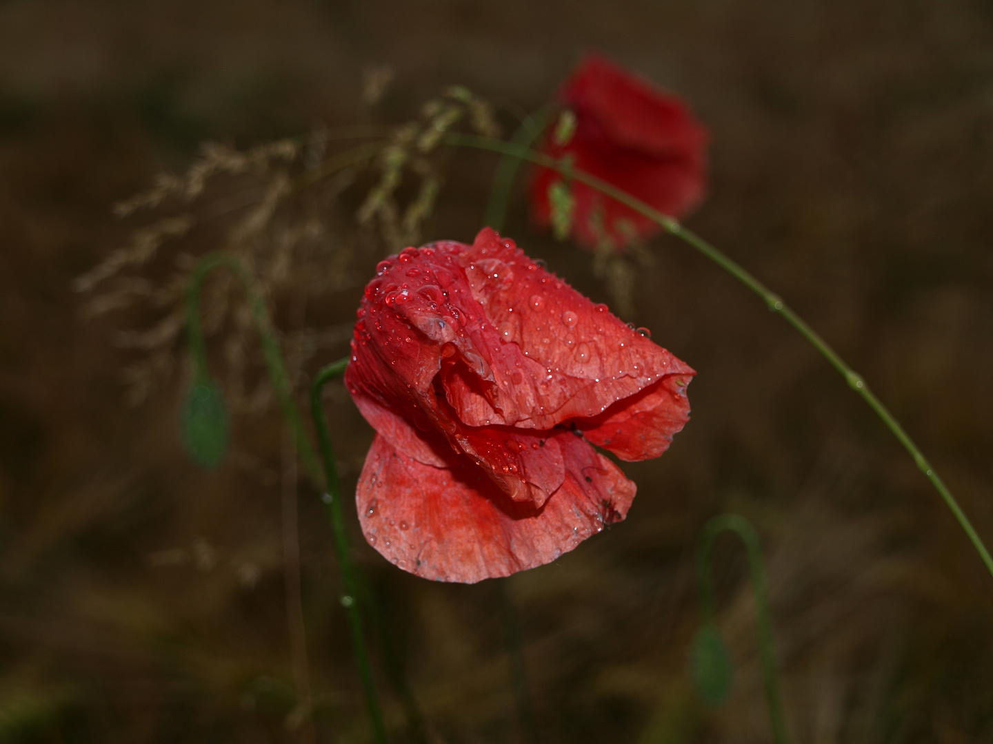 Naturpur einer Blüte