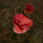 Naturpur einer Blüte