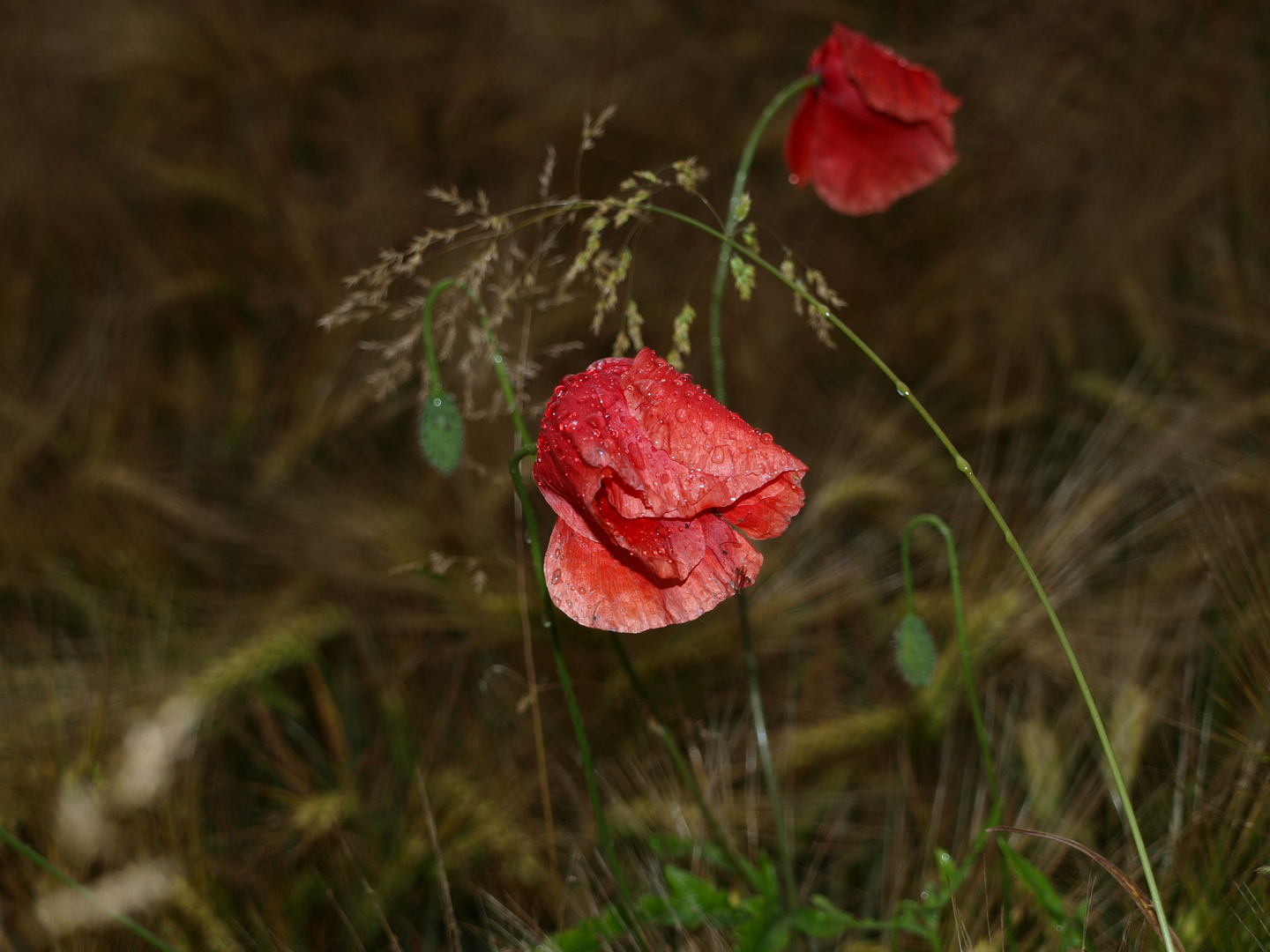 Naturpur einer Blüte