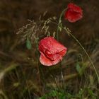 Naturpur einer Blüte