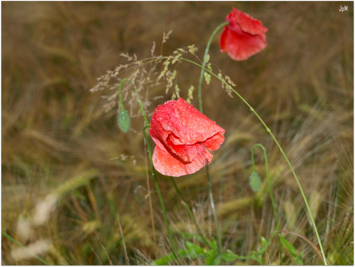 Naturpur einer Blüte