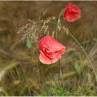 Naturpur einer Blüte