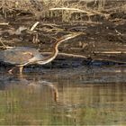 Naturreservat Assuan