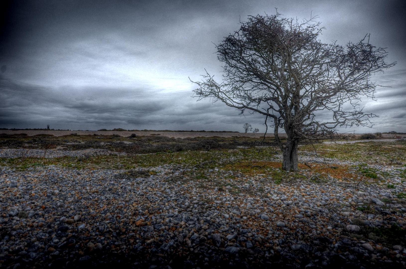 Naturreservat Dungenes Graftschaft Kent