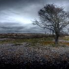 Naturreservat Dungenes Graftschaft Kent