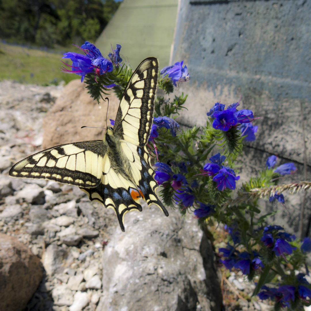 Naturreservat Folhamma auf Gotland mit seinem Raukenfeld und Schmetterling