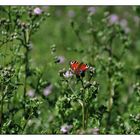 Naturreservat Geisterdörfer