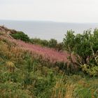 Naturreservat Kullaberg Schweden