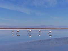 Naturreservat Laguna Chaxa 3