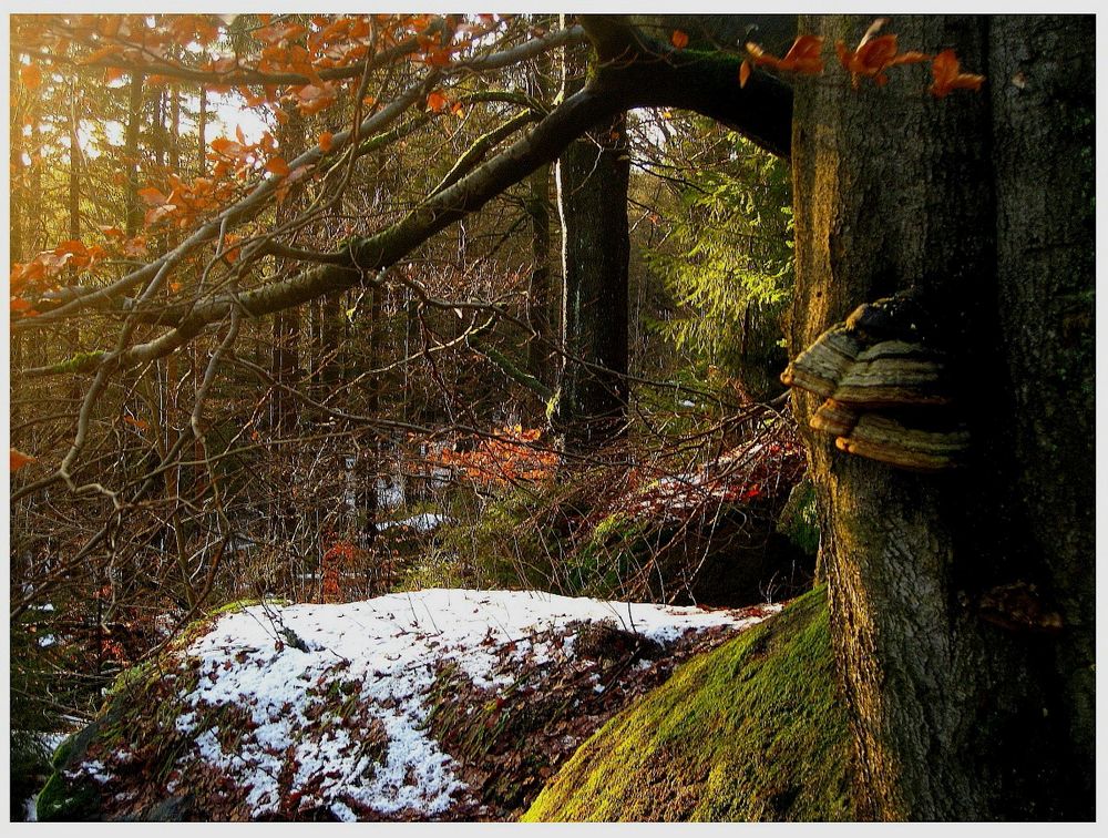 Naturreservat Waldstein