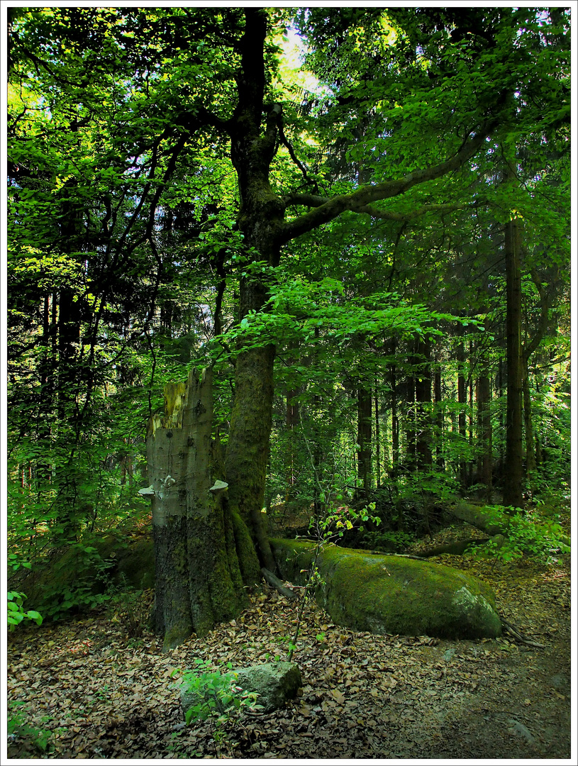 Naturreservat Waldstein