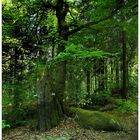 Naturreservat Waldstein