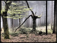 Naturreservat Waldstein